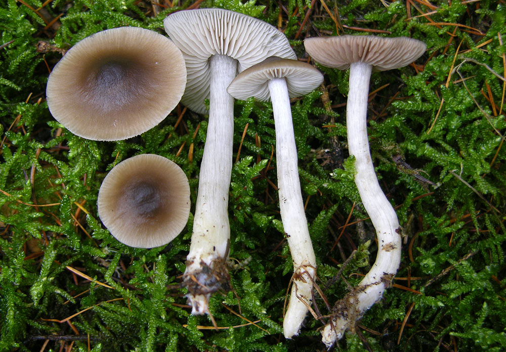 Qualche idea per questo Entoloma?